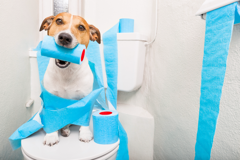 What To Do If Your Dog Drank Blue Toilet Water Krazy Klean what-to-do-if-your-dog-drank-blue-toilet-water-krazy-klean